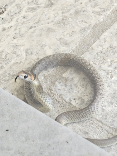 Eastern Brown Snake sighting