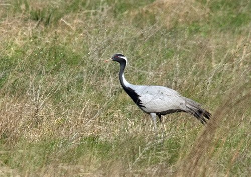 Demoiselle Crane (Grus virgo), photo 7