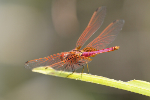Crimson Marsh Glider