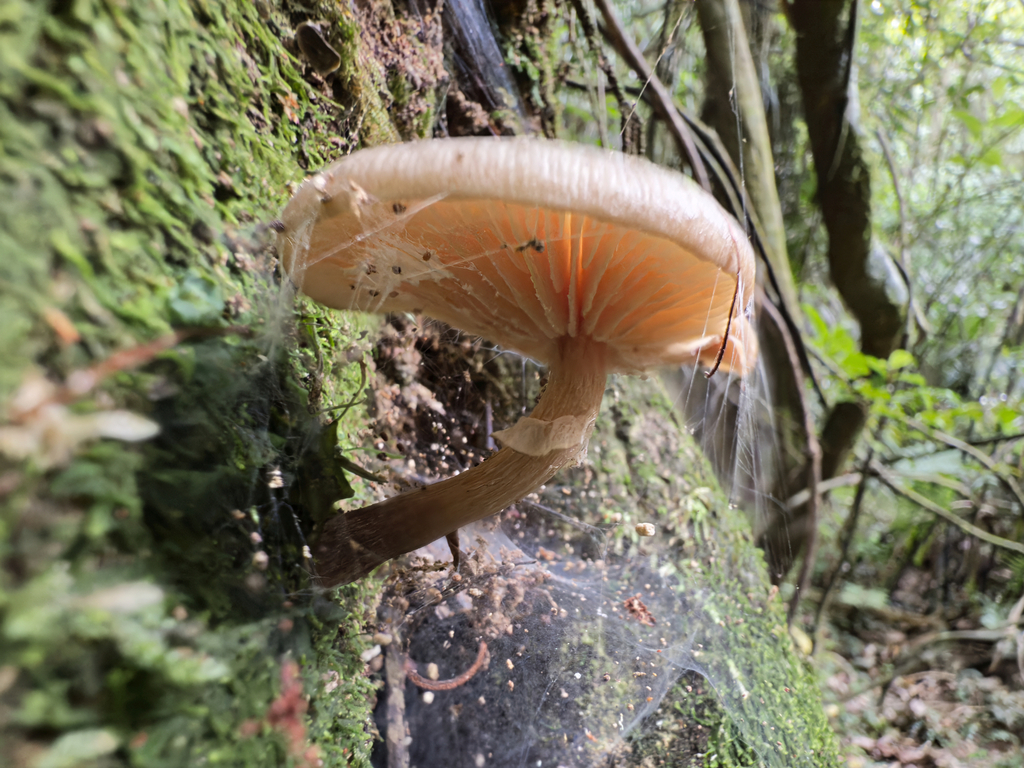 Armillaria novae-zelandiae · April 2025 · photo: © jeremy_rolfe (iNaturalist, cc-by)