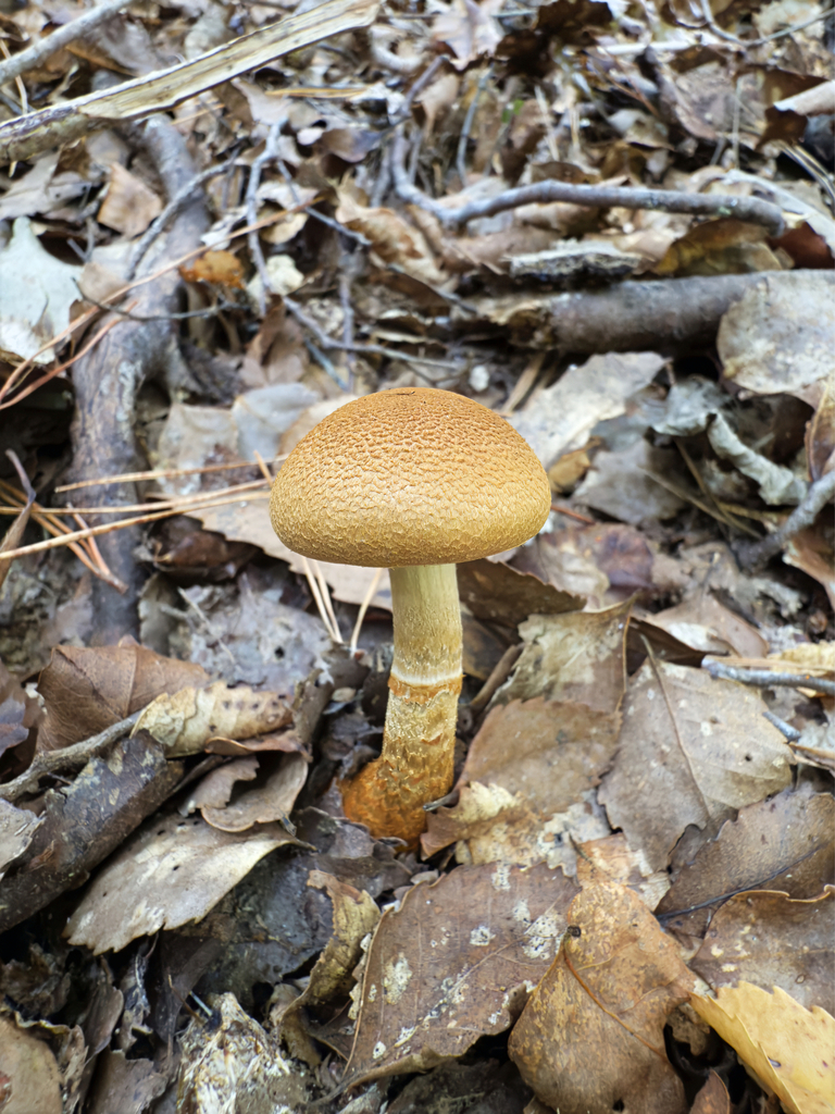 Thaxterogaster castoreus · April 2025 · photo: © jeremy_rolfe (iNaturalist, cc-by)
