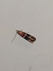 Moodna ostrinella