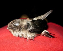 Aerodramus fuciphagus