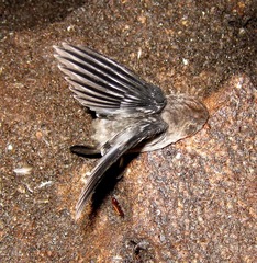 Aerodramus fuciphagus