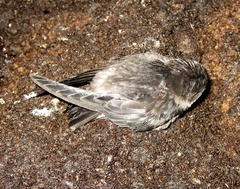 Aerodramus fuciphagus