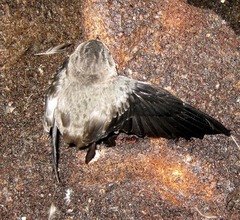 Aerodramus fuciphagus