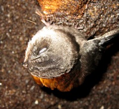 Aerodramus fuciphagus