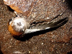 Aerodramus fuciphagus