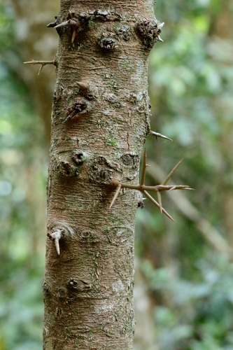 Image of Flacourtia rukam by no rights reserved