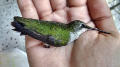 Archilochus colubris