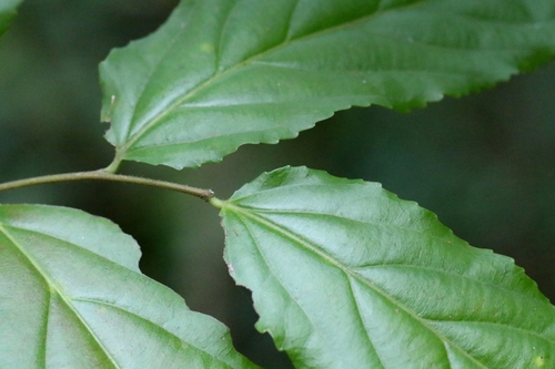 Image of Flacourtia rukam by no rights reserved