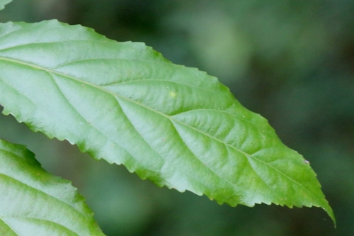 Image of Flacourtia rukam by no rights reserved