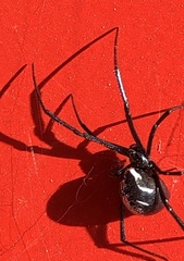 Latrodectus hesperus