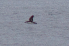 Synthliboramphus craveri