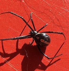 Latrodectus hesperus