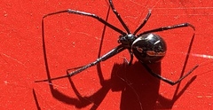 Latrodectus hesperus