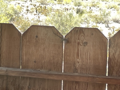 iNaturalist observation photo of Desert Spiny Lizard