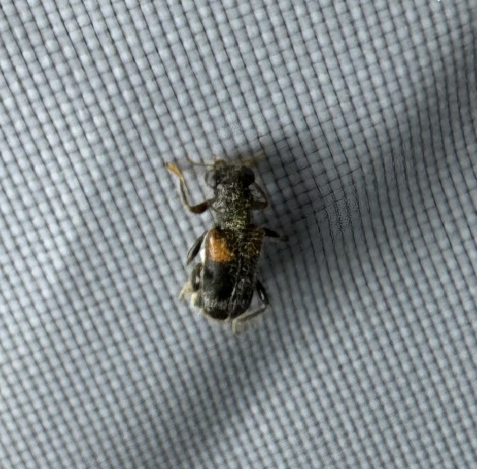 Red-shouldered Clerid