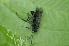 Agenioideus humilis
