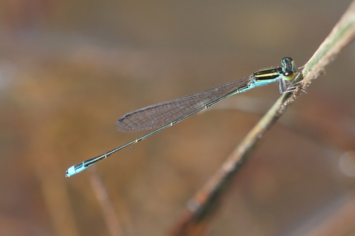 Aciagrion borneense