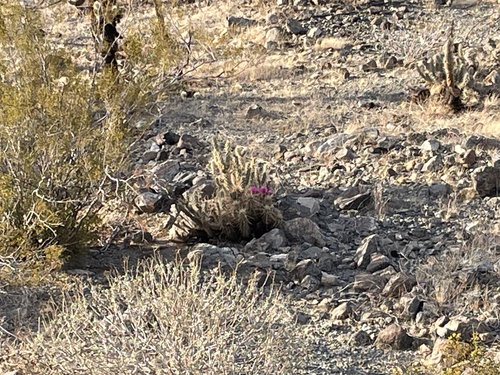 iNaturalist observation photo of Echinocereus engelmannii engelmannii
