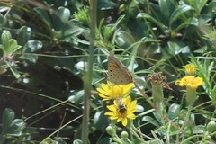 Lycaena phlaeas hypophlaeas
