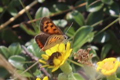 Lycaena phlaeas hypophlaeas