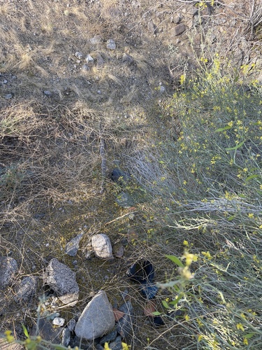 iNaturalist observation photo of Southwestern Speckled Rattlesnake
