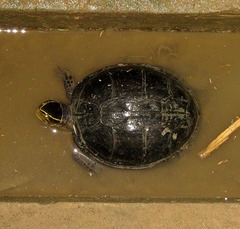 Cuora amboinensis kamaroma