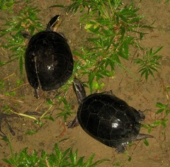 Cuora amboinensis kamaroma