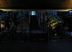 Cuora amboinensis kamaroma