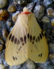Lemyra bornemontana