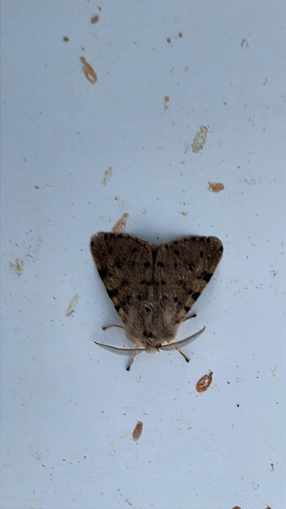 Diaphora luctuosa