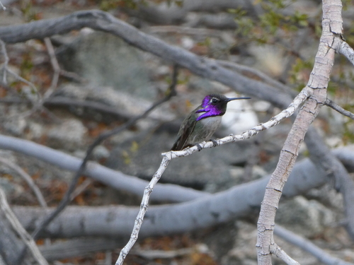 iNaturalist observation photo of Costa's Hummingbird