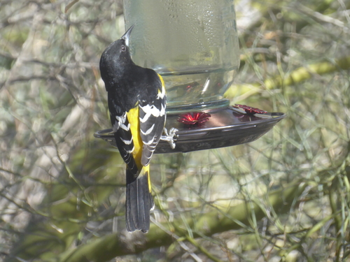 iNaturalist observation photo of Scott's Oriole