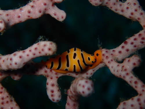 Tiger Egg Cowry — seen at this dive site