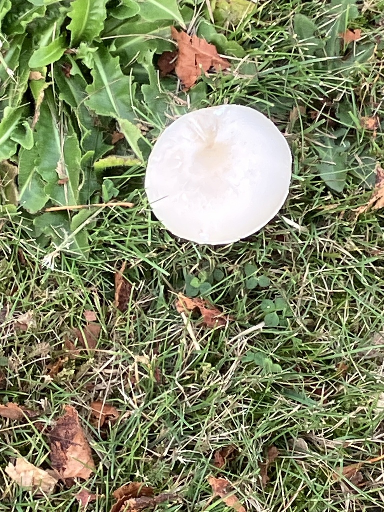 Leucocoprinus leucothites · April 2025 · photo: © nick_allen (iNaturalist, CC)