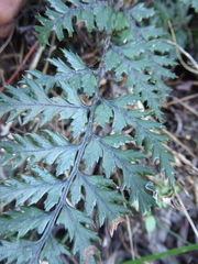 Polystichum neozelandicum zerophyllum × vestitum