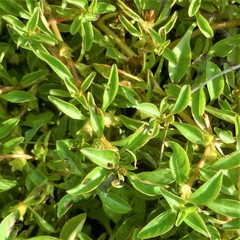 Ludwigia palustris