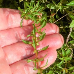 Ludwigia palustris