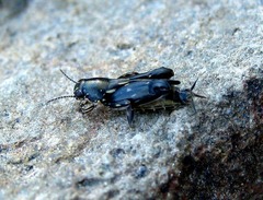 Tridactylidae
