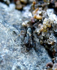 Tridactylidae