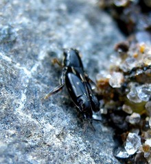 Tridactylidae
