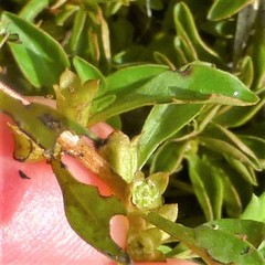 Ludwigia palustris