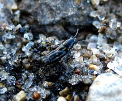 Tridactylidae