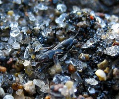 Tridactylidae