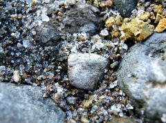 Tridactylidae