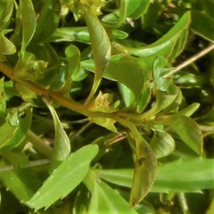 Ludwigia palustris
