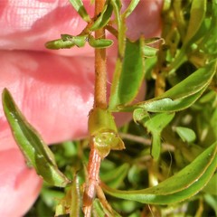Ludwigia palustris