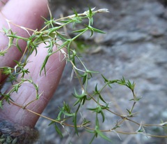 Stellaria gracilenta